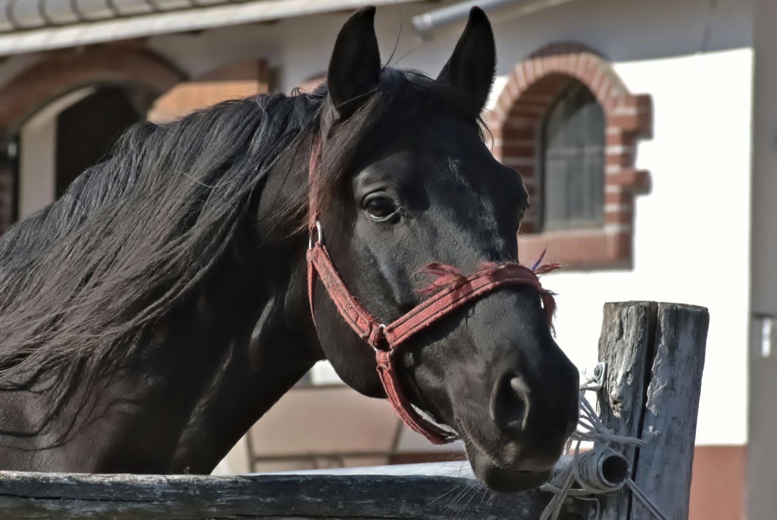 Caballo en las caballerizas de un club hípico